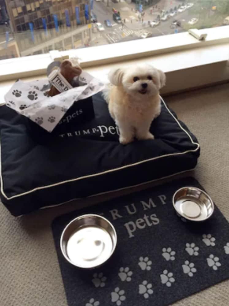 Trump International New York Bagian luar foto Trump's dog, "Tilly"